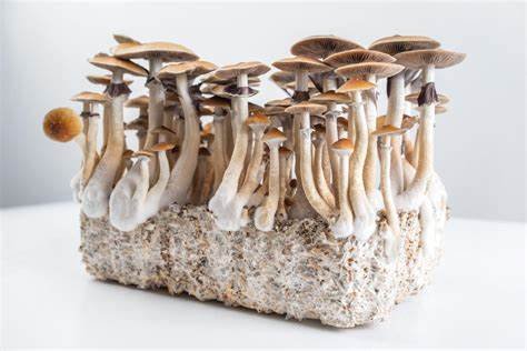 How Long Do Psychedelic Mushrooms Stay in Your System