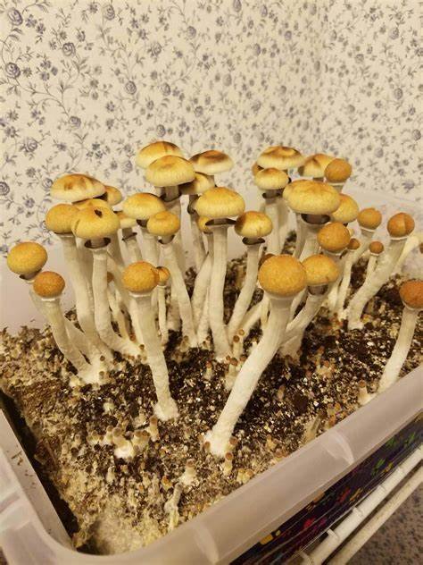 What Are Psychedelic Mushrooms